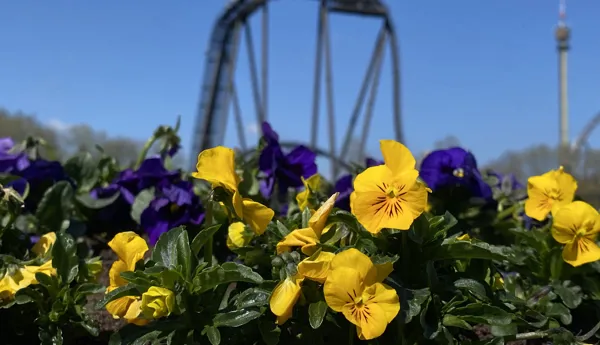 Gelbe und violette Blüten mit Kolossen im Hintergrund des Heideparks